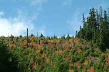 Autumn Colors on Road 2202