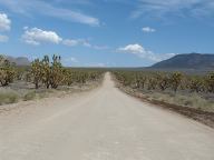 Joshua Tree Forest