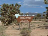 Joshua Tree Forest