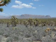 Joshua Tree Forest