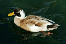 Ducks from London Bridge