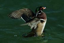 Ducks from London Bridge