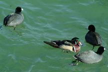 Ducks from London Bridge