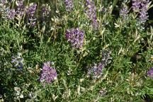 Wildflowers on Road#9610