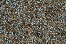 Juniper berries on ground