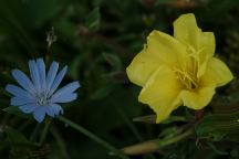 Flowers at Pittsburg Landing