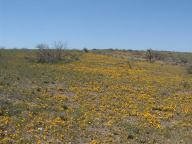 Arizona Wildflowers