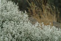 Plants on Highway 194 along Snake River