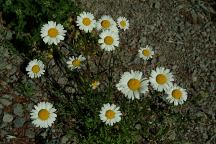 Wildflowers along Road#4670