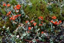 Lichens and Moss