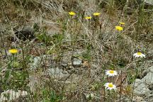 Dandelions