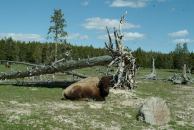 Buffalo at Yellowstone National Park