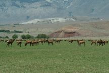 Elk on Highway 395