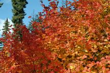 Autumn Colors at Corbett Sno-Park