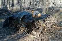 Forest covered with plastic