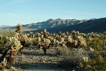 Cholla Cactus Garden