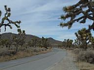 Joshua Trees