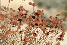 Images from Joshua Tree National Park