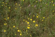 Wild Flowers