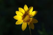 Flower at Lower Hunting Creek