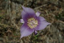 Road#1180 Wild Flowers