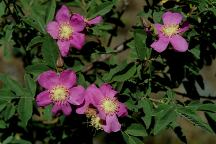 Road#1490 Wild Flowers