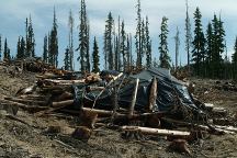 Forest covered with plastic