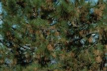 Trees in distress
