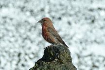 Bird at Dee Wright Observatory