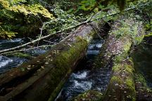 Log Vehicular Bridge on Road 220