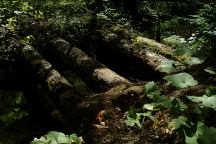 Historic Vehicular Log Bridge on Road 247