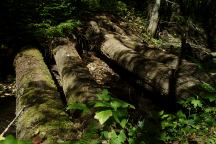 Historic Vehicular Log Bridge on Road 247