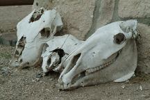 Skulls at Stone Cabin