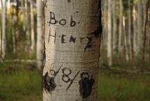 Carvings in the Aspen Trees