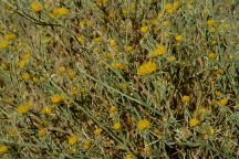 Weeds at Fouts Spring Campground