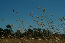 Grass Photo from Oak Flat Campground