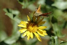 Sugarfoot Glade Butterfly