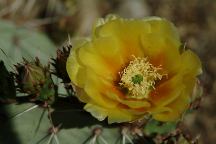 Saguaro National Park