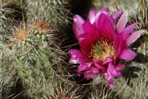 Saguaro National Park