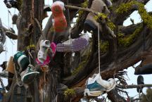 Tree covered with shoes on SW Reservoir Road
