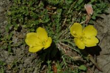 Bid Sage Wildflowers