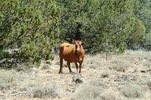 cattle in Campground