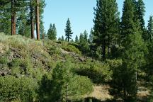 Forest around Lava Camp