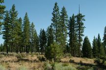 Forest around Lava Camp