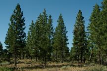 Forest around Lava Camp