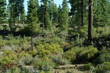 Forest around Lava Camp