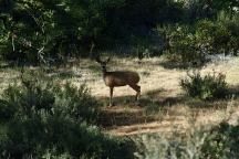 Deer at Lava Camp