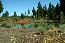 Mud Spring Wells