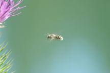 Bee in flight