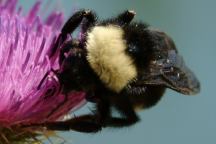 Close-Up of Bumble Bee